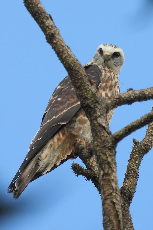 Milan du Mississippi - ML644364041