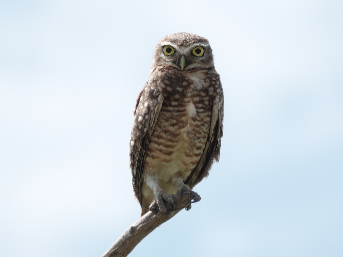 Burrowing Owl - ML644364042