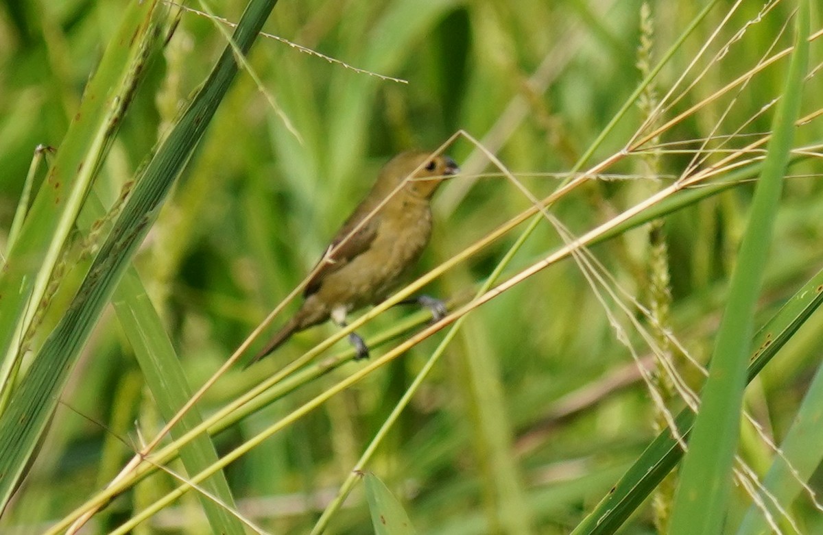 Variable Seedeater - ML644364044