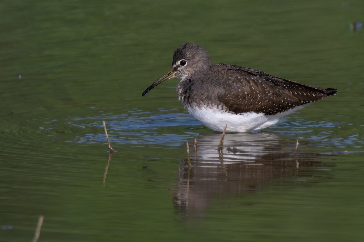Green Sandpiper - ML644364045