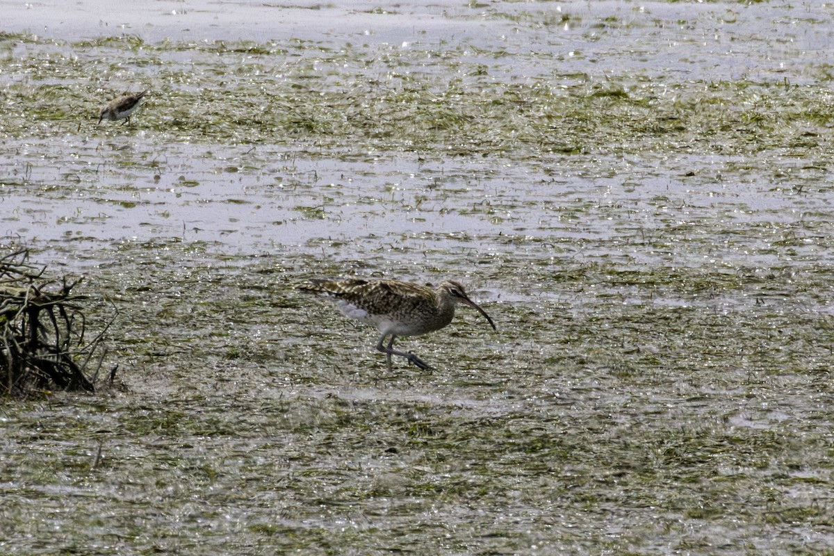 Eurasian Whimbrel - ML644364046