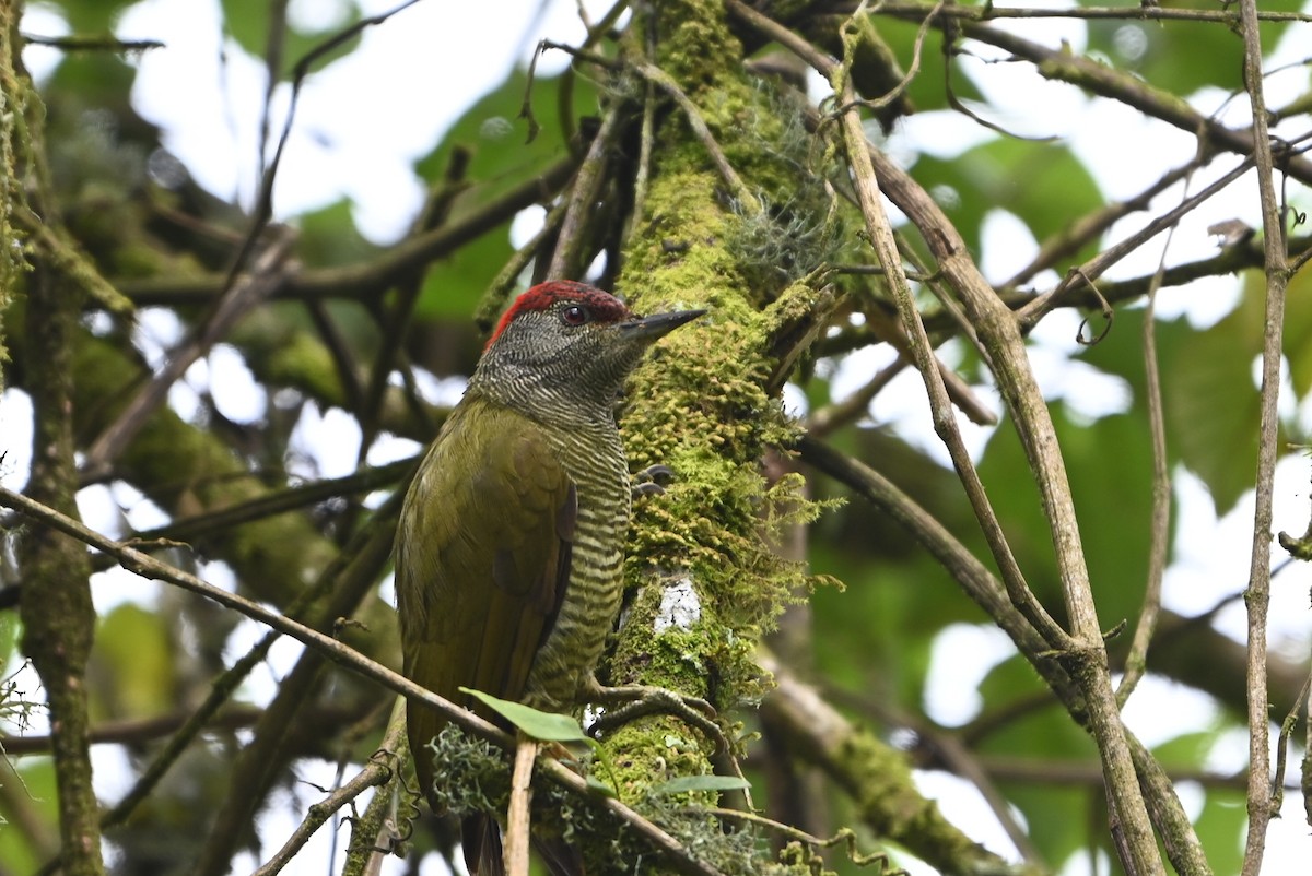 Fine-banded Woodpecker - ML644364048