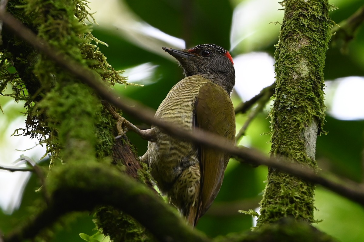 Fine-banded Woodpecker - ML644364049