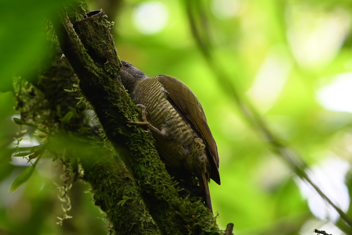 Fine-banded Woodpecker - ML644364050
