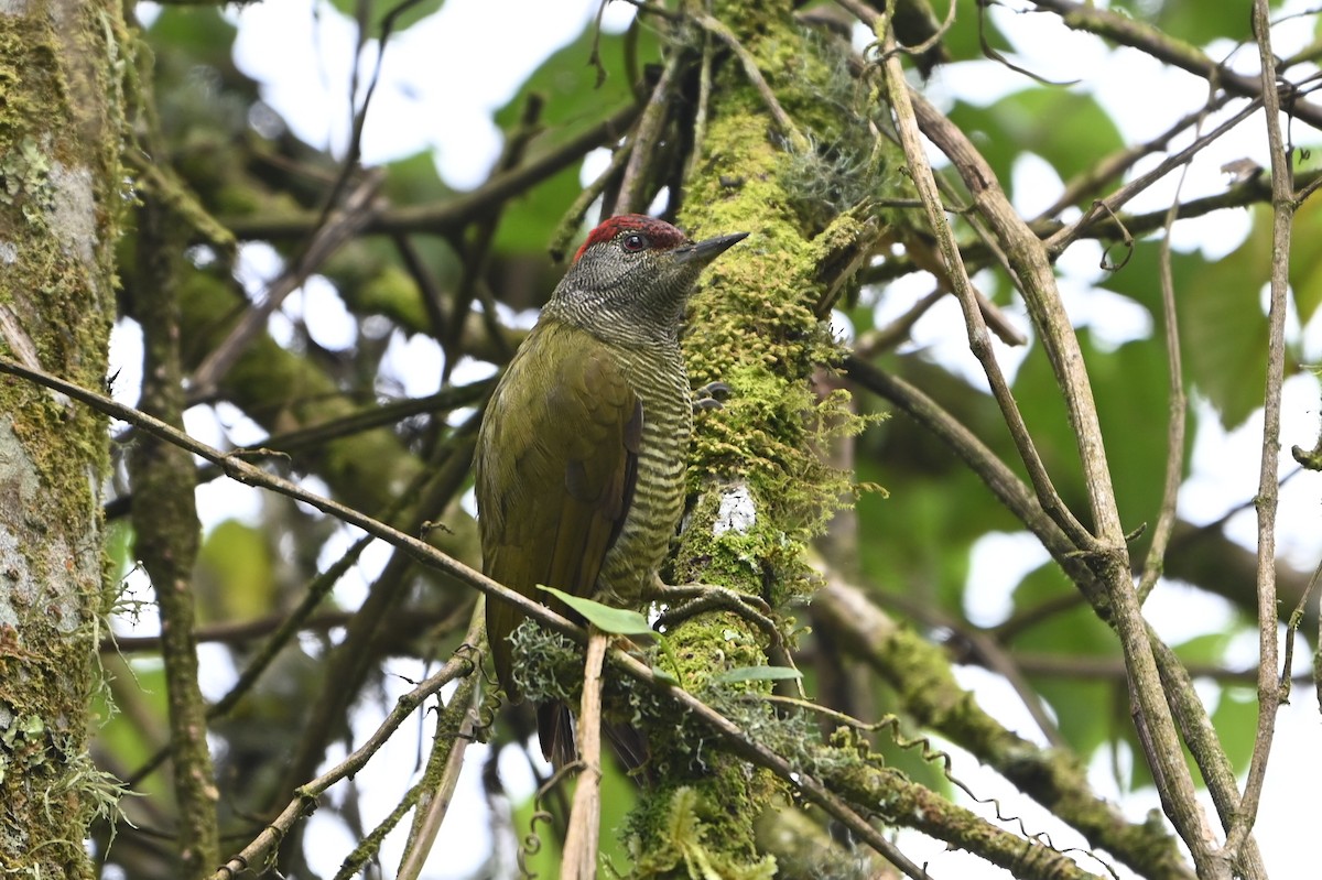 Fine-banded Woodpecker - ML644364051