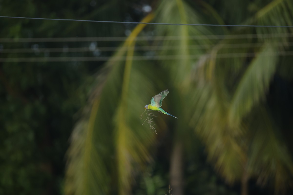 コセイインコ - ML644364058