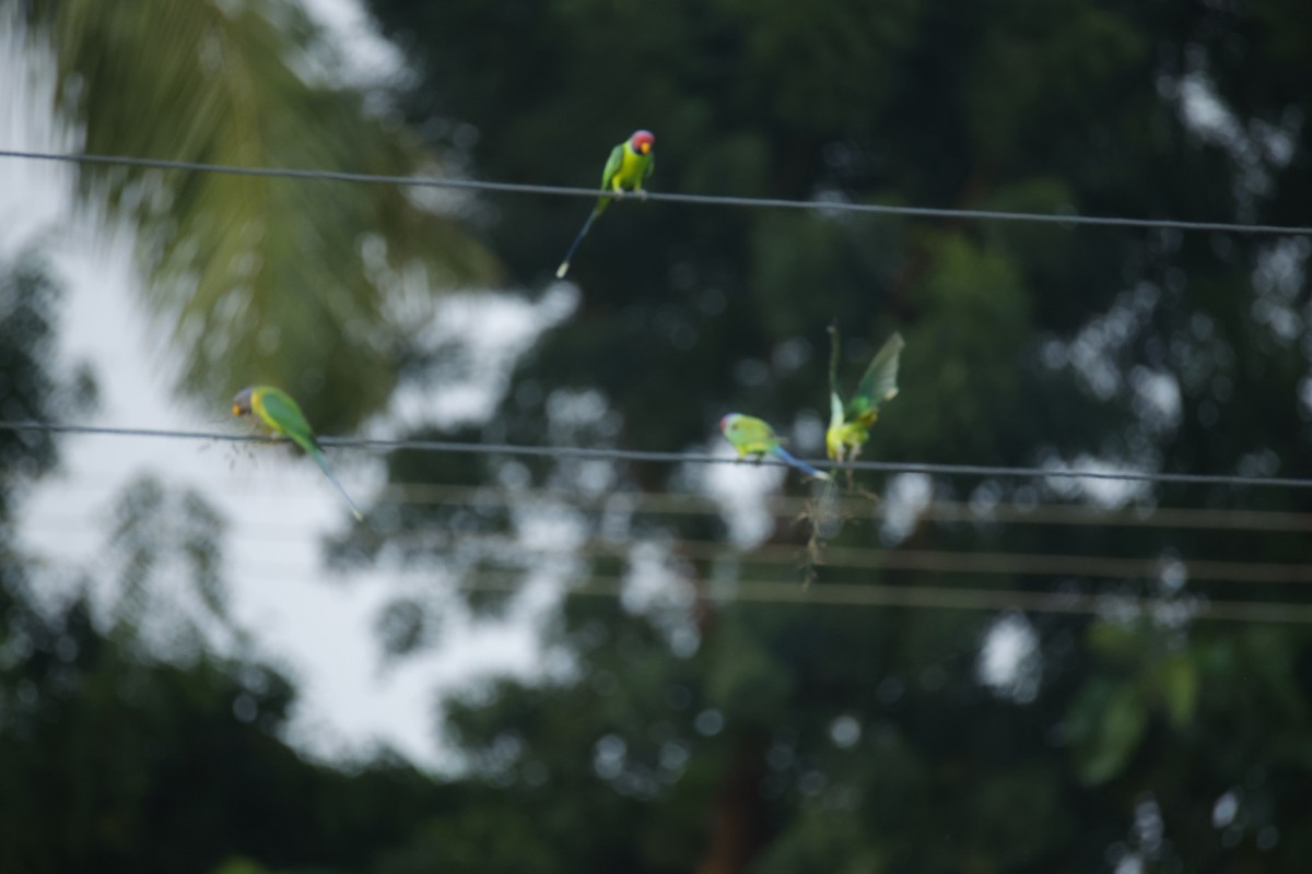 コセイインコ - ML644364059