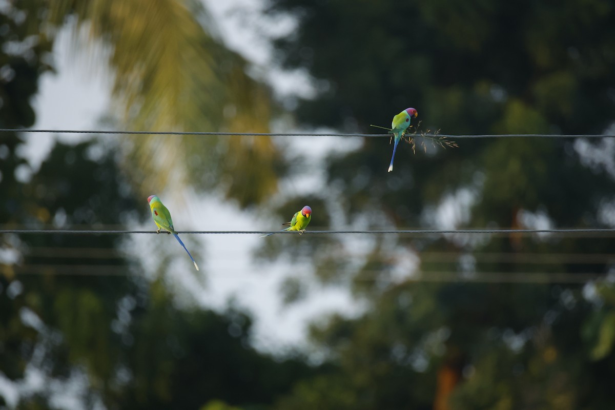 コセイインコ - ML644364060