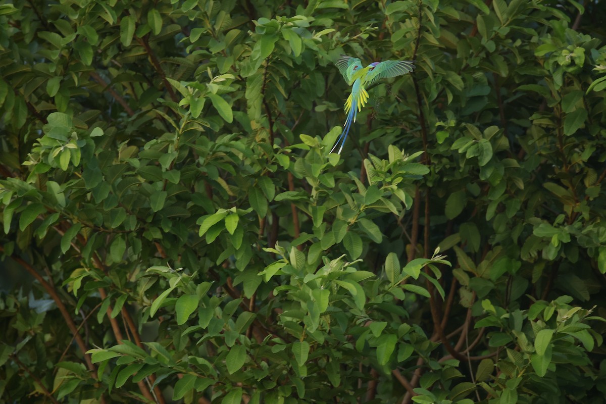 コセイインコ - ML644364061