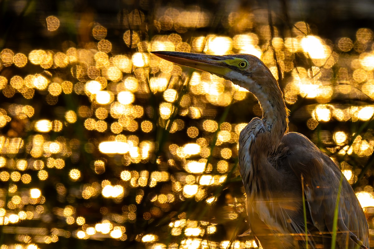 Purple Heron - ML644364069