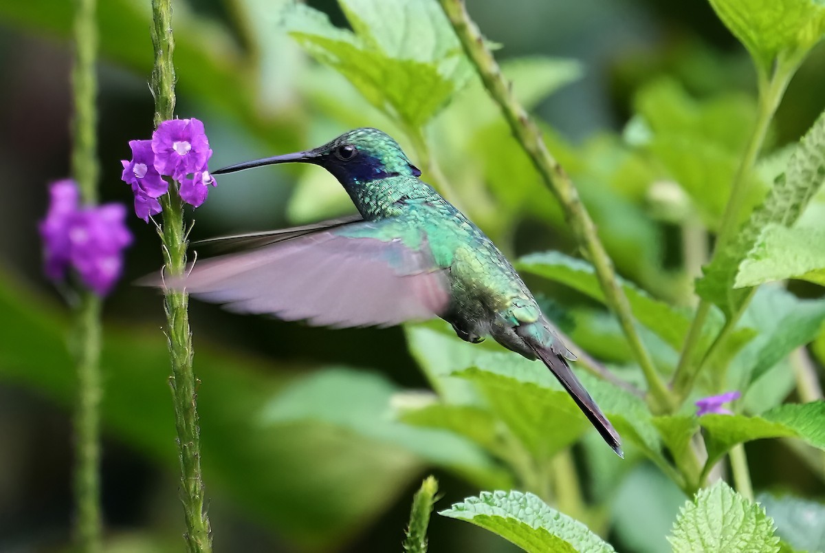 fiolørekolibri - ML644364070