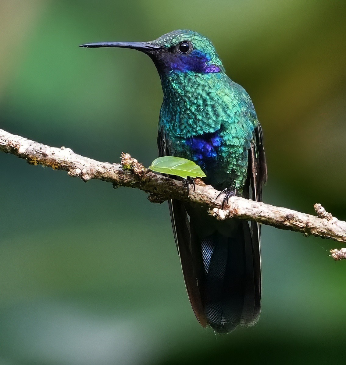 fiolørekolibri - ML644364071