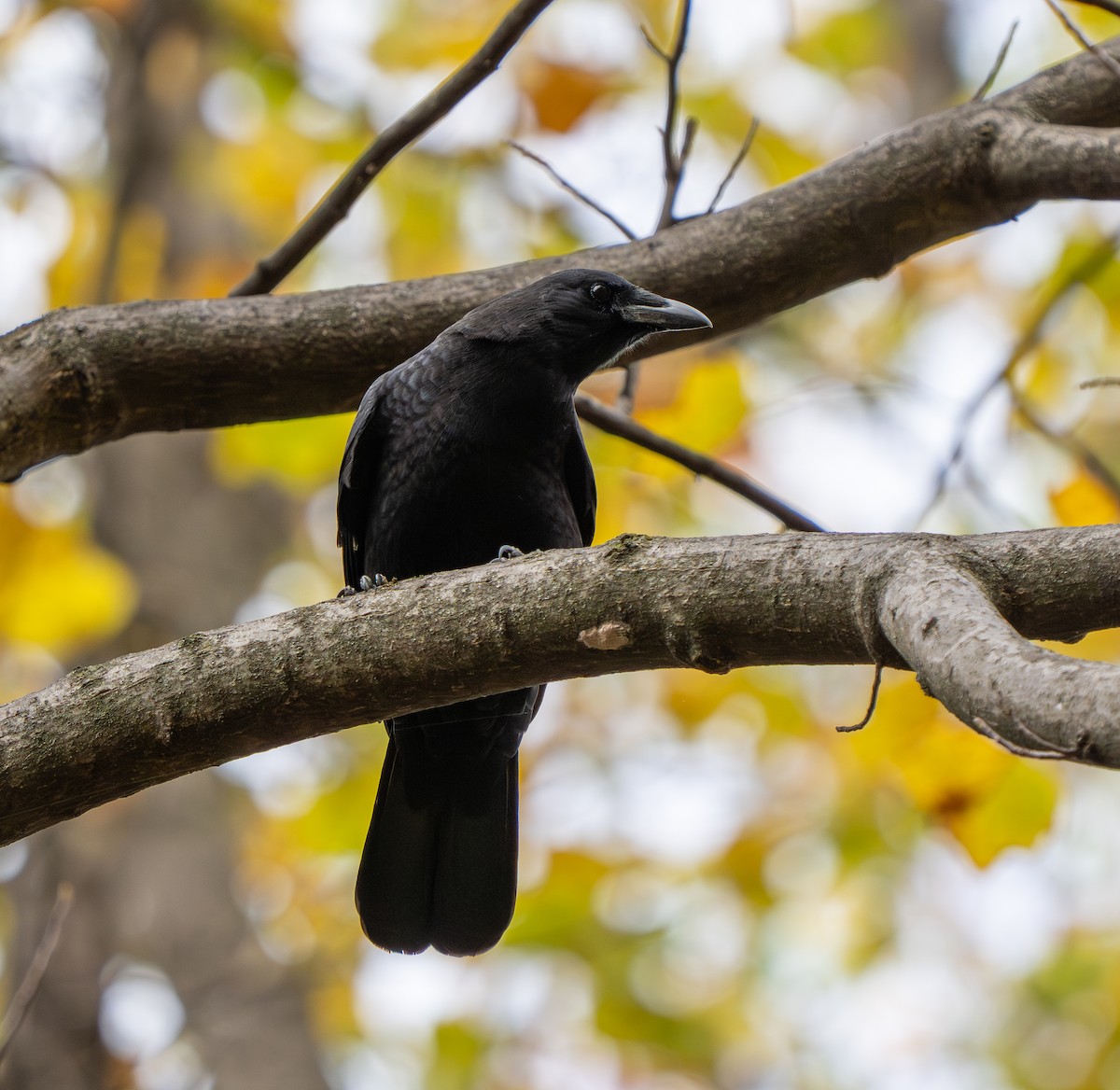 Corneille d'Amérique - ML644364072