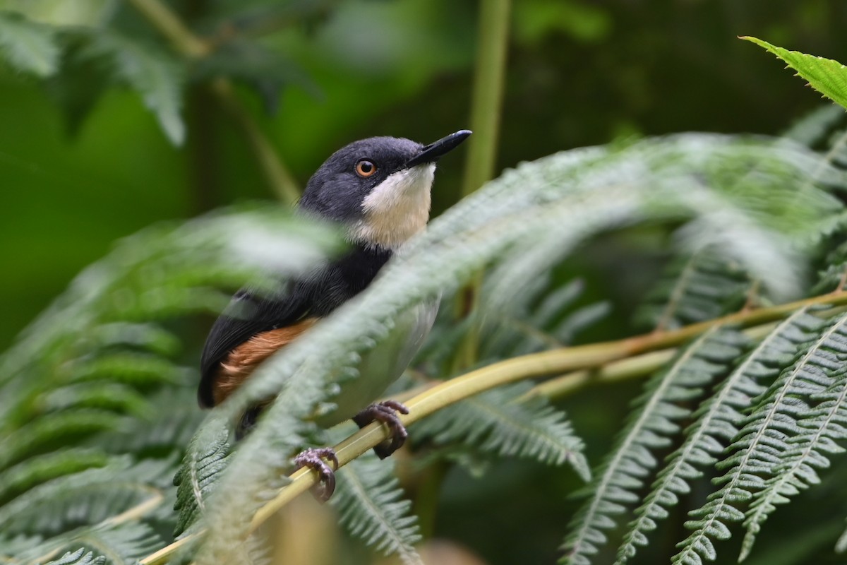 Black-collared Apalis - ML644364073
