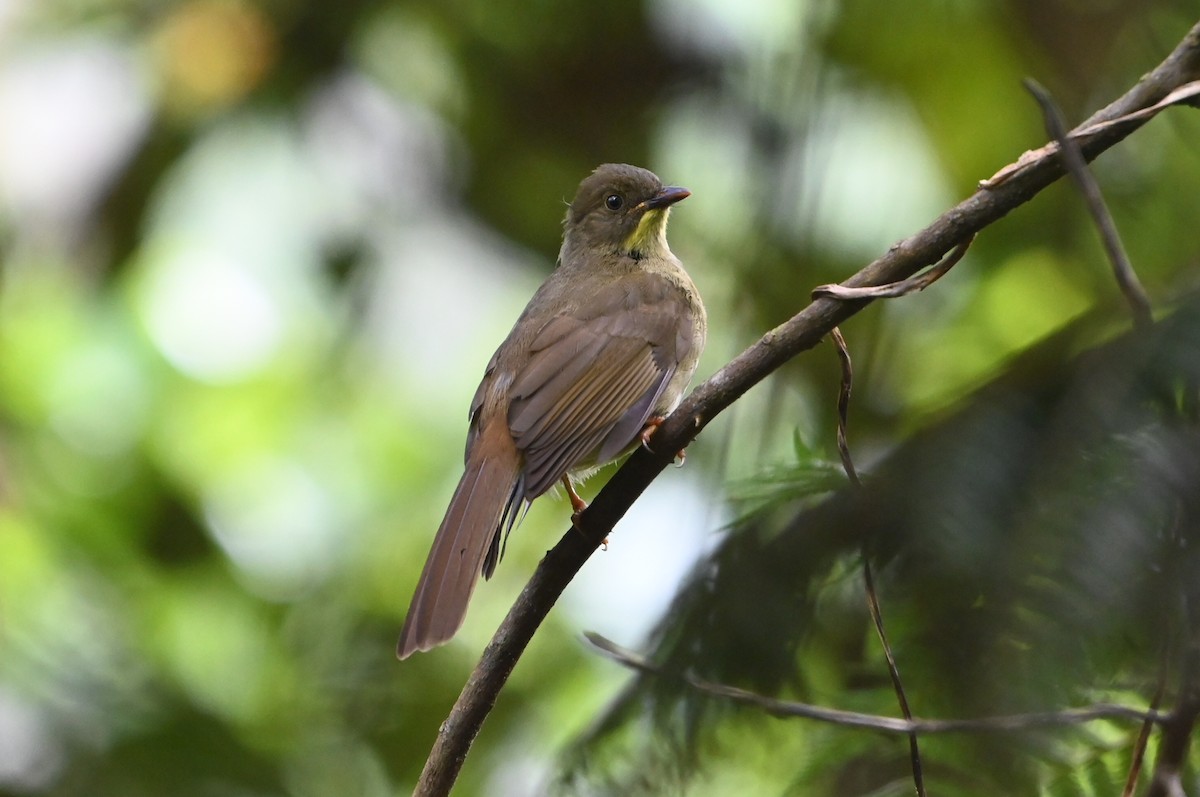 Желтоусый бюльбюль - ML644364083