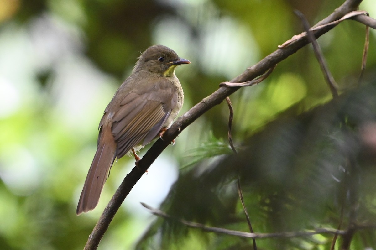 Желтоусый бюльбюль - ML644364084