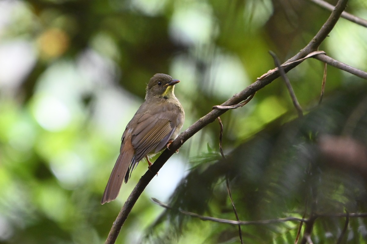 Желтоусый бюльбюль - ML644364085