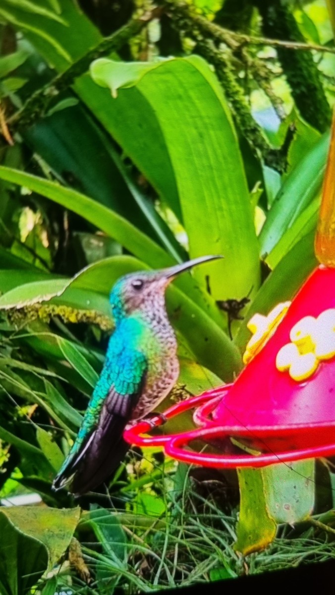 Violet Sabrewing - ML644364093