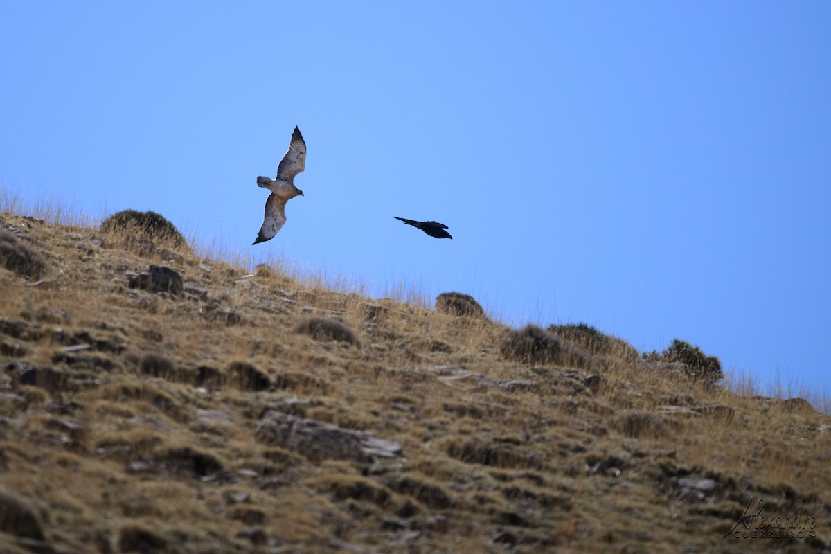 Long-legged Buzzard (Atlas) - ML644364106