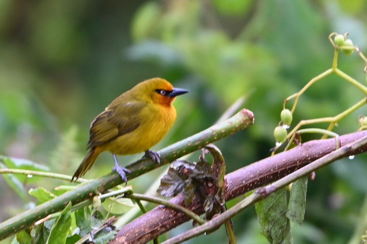 Spectacled Weaver - ML644364124