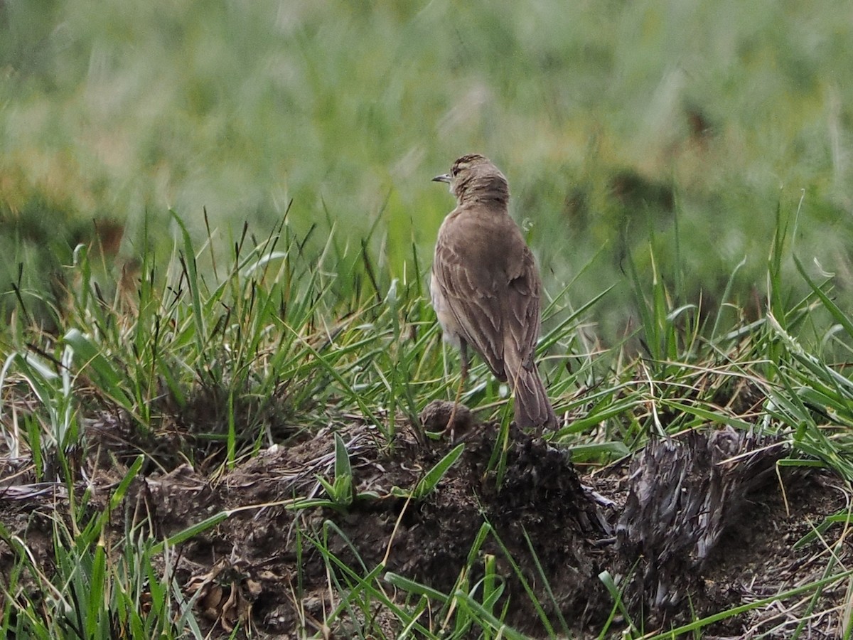 Buffy Pipit - ML644364126