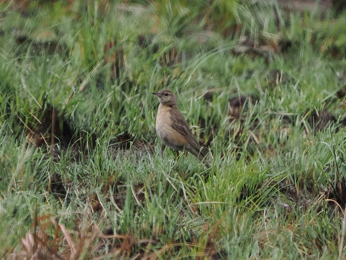 Buffy Pipit - ML644364127