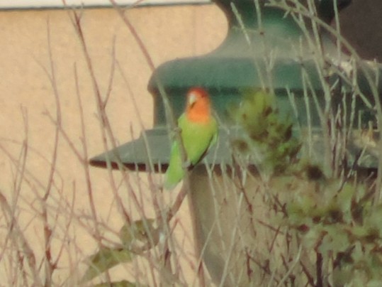 Rosy-faced Lovebird - ML644364129
