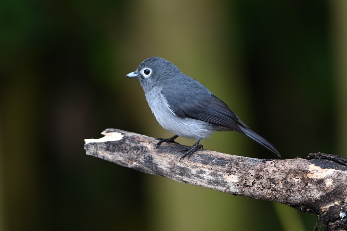 White-eyed Slaty-Flycatcher - ML644364136