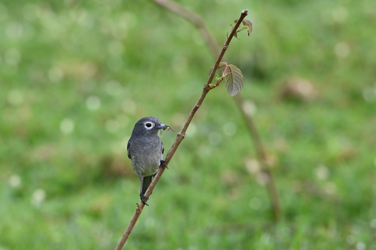 White-eyed Slaty-Flycatcher - ML644364137