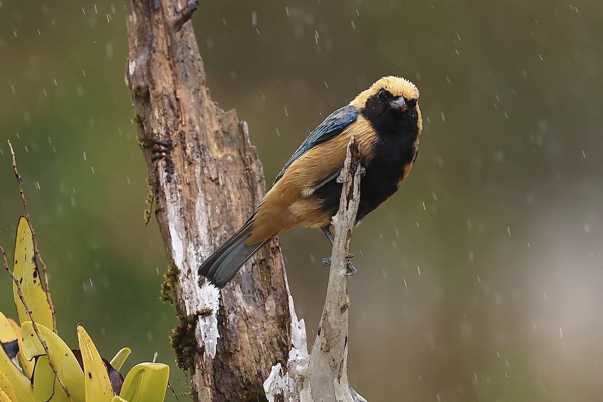 topastanagar - ML644364139