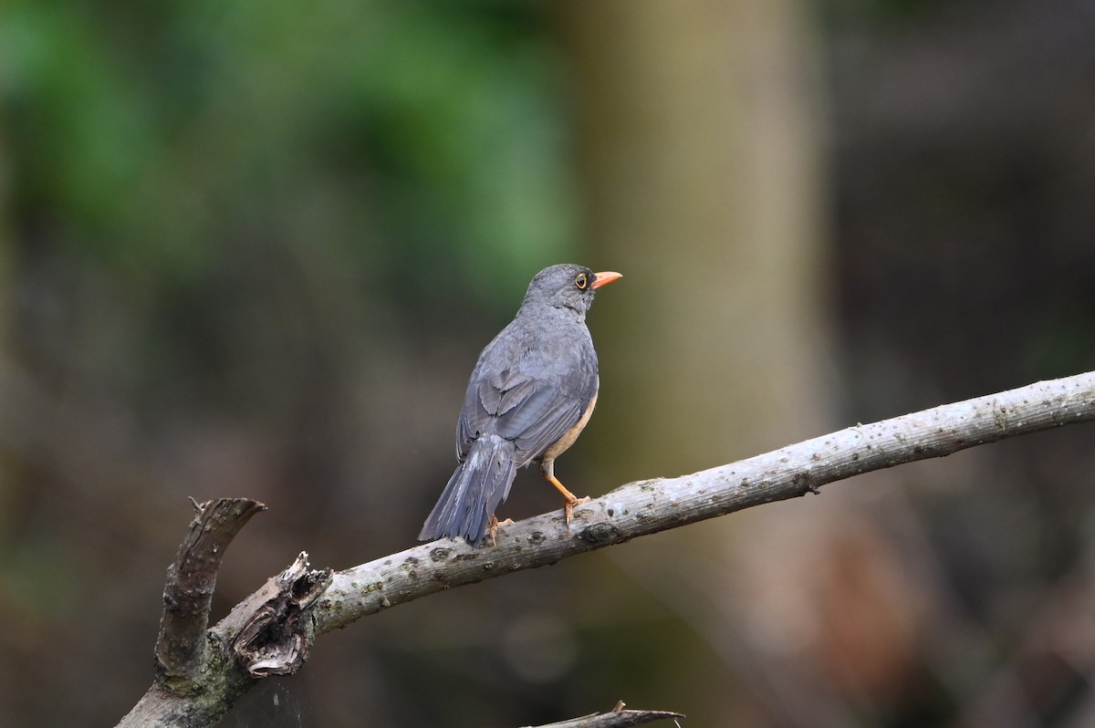 Abyssinian Thrush - ML644364142