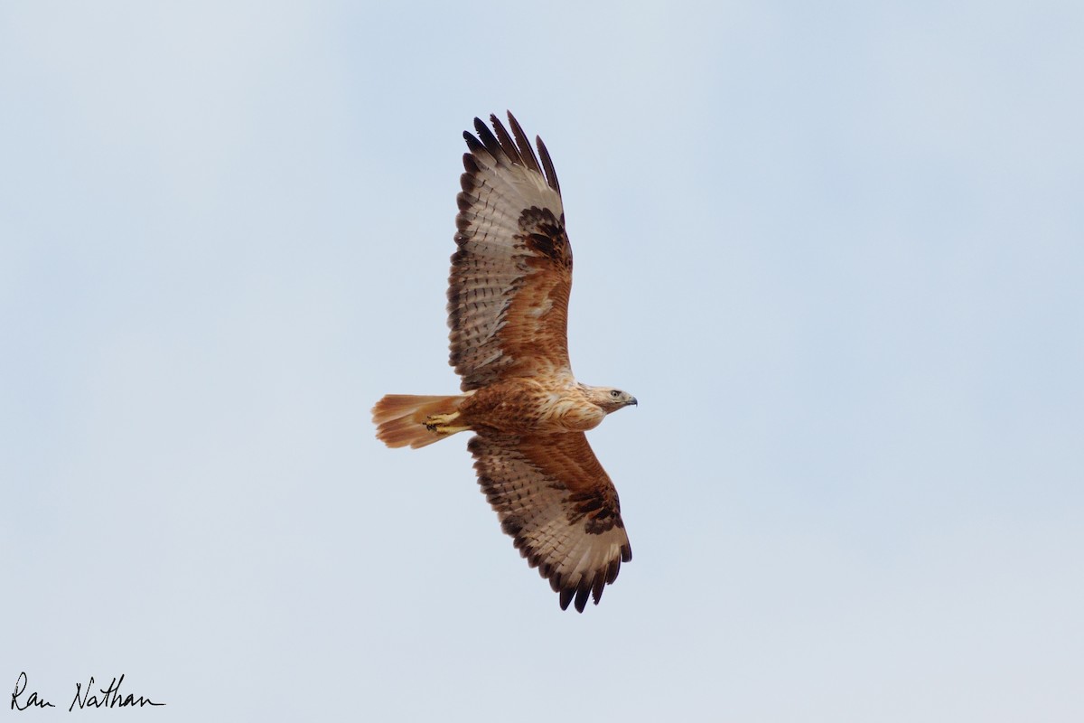 Long-legged Buzzard (Northern) - ML644364148