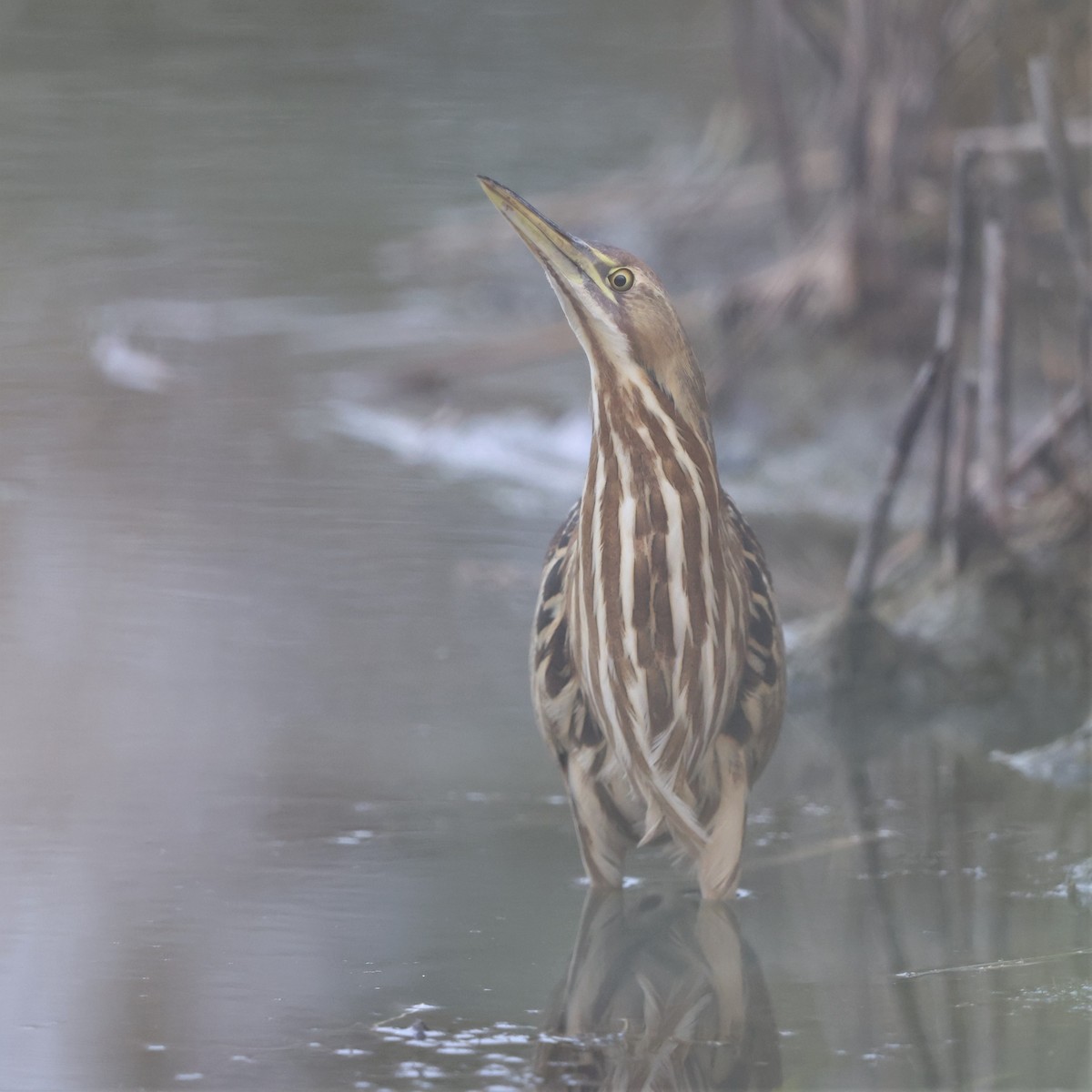 American Bittern - ML644364150
