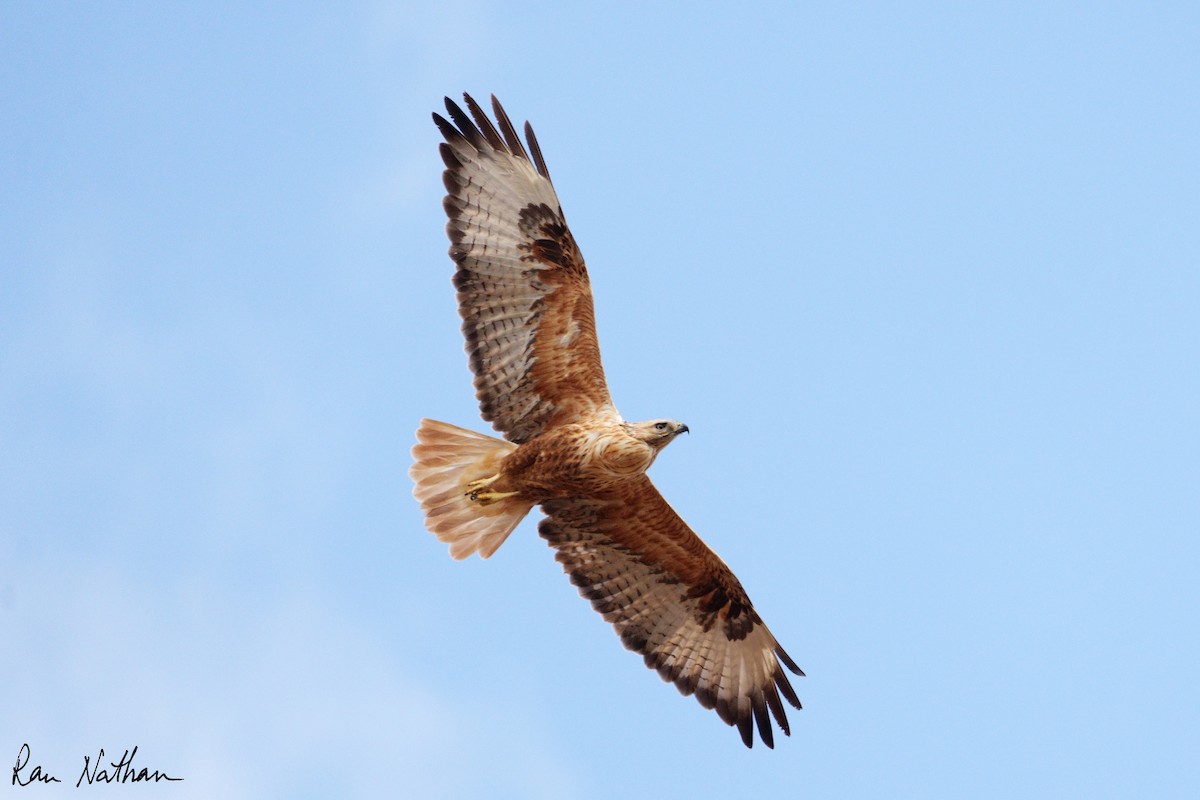 Long-legged Buzzard (Northern) - ML644364151