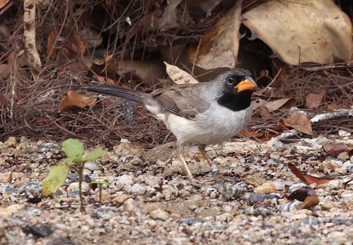 svartstrupesaltator - ML644364159