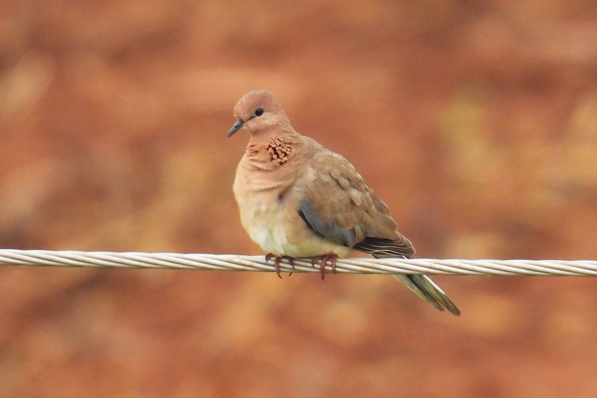 Laughing Dove - ML644364163