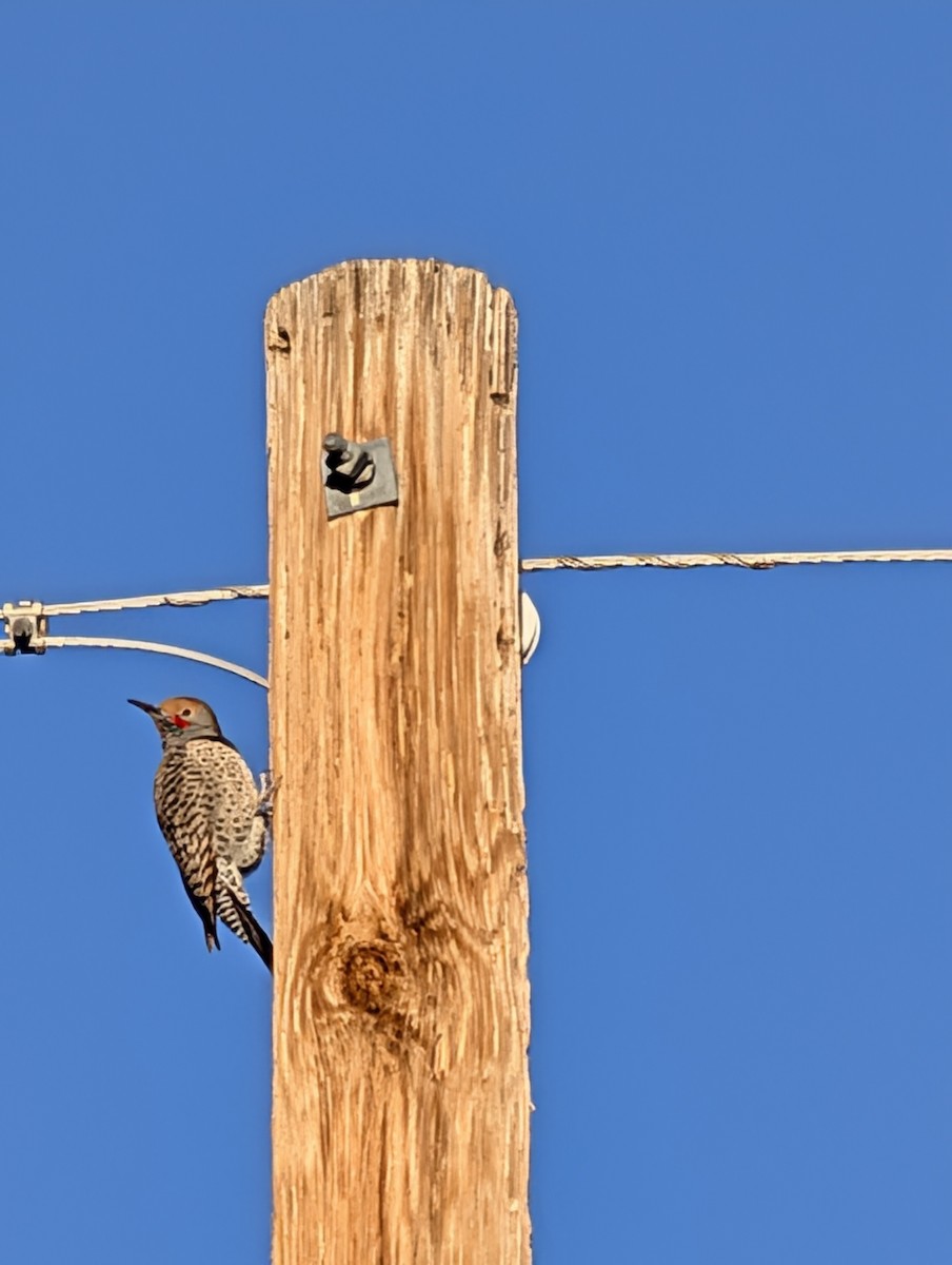 Northern Flicker - ML644364169