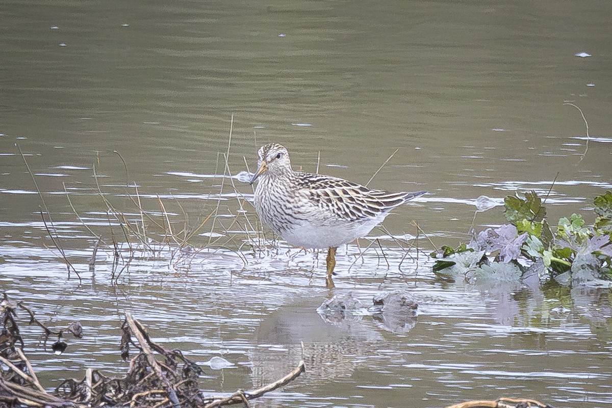 Pectoral Sandpiper - ML644364170