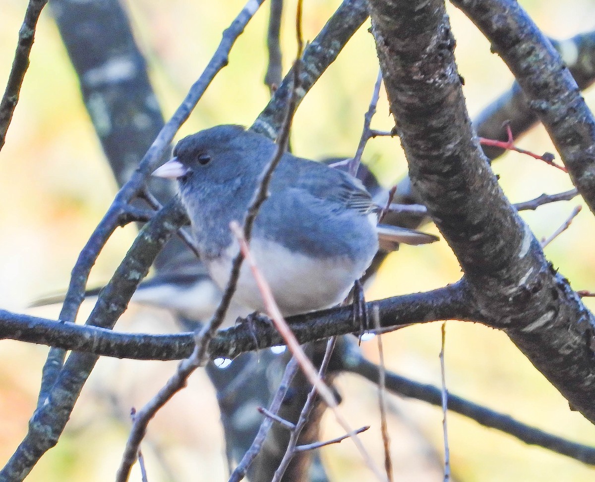 Dark-eyed Junco - ML644364171