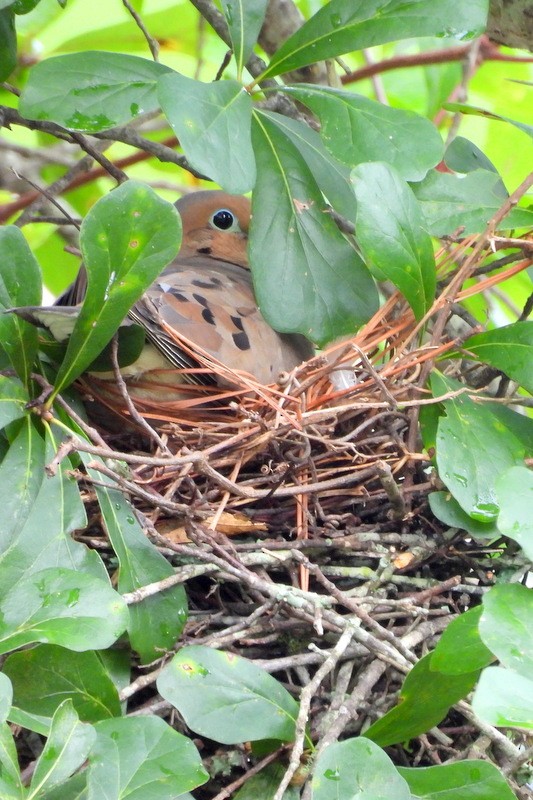 Mourning Dove - ML644364172