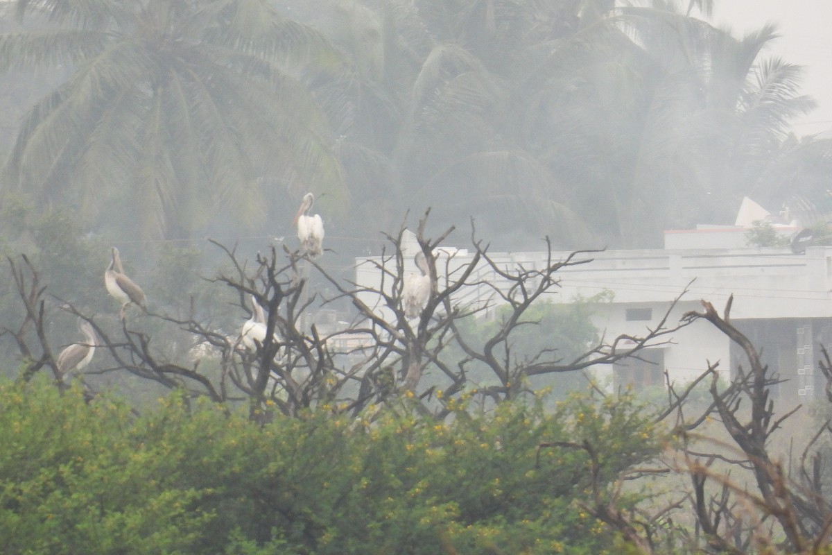 flekknebbpelikan - ML644364173