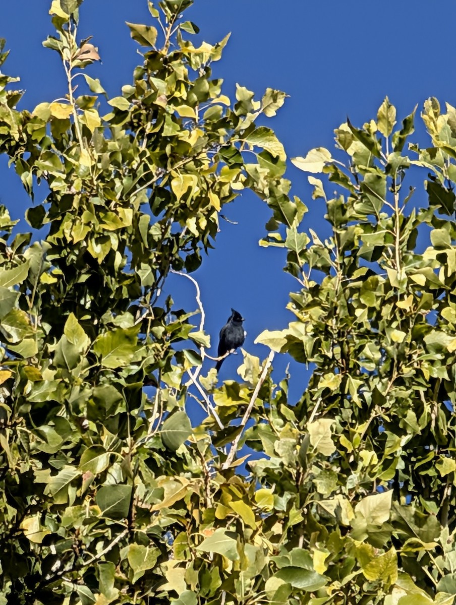 Phainopepla - ML644364179