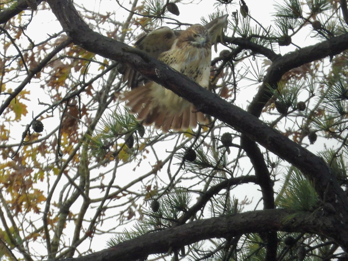 káně rudochvostá - ML644364180