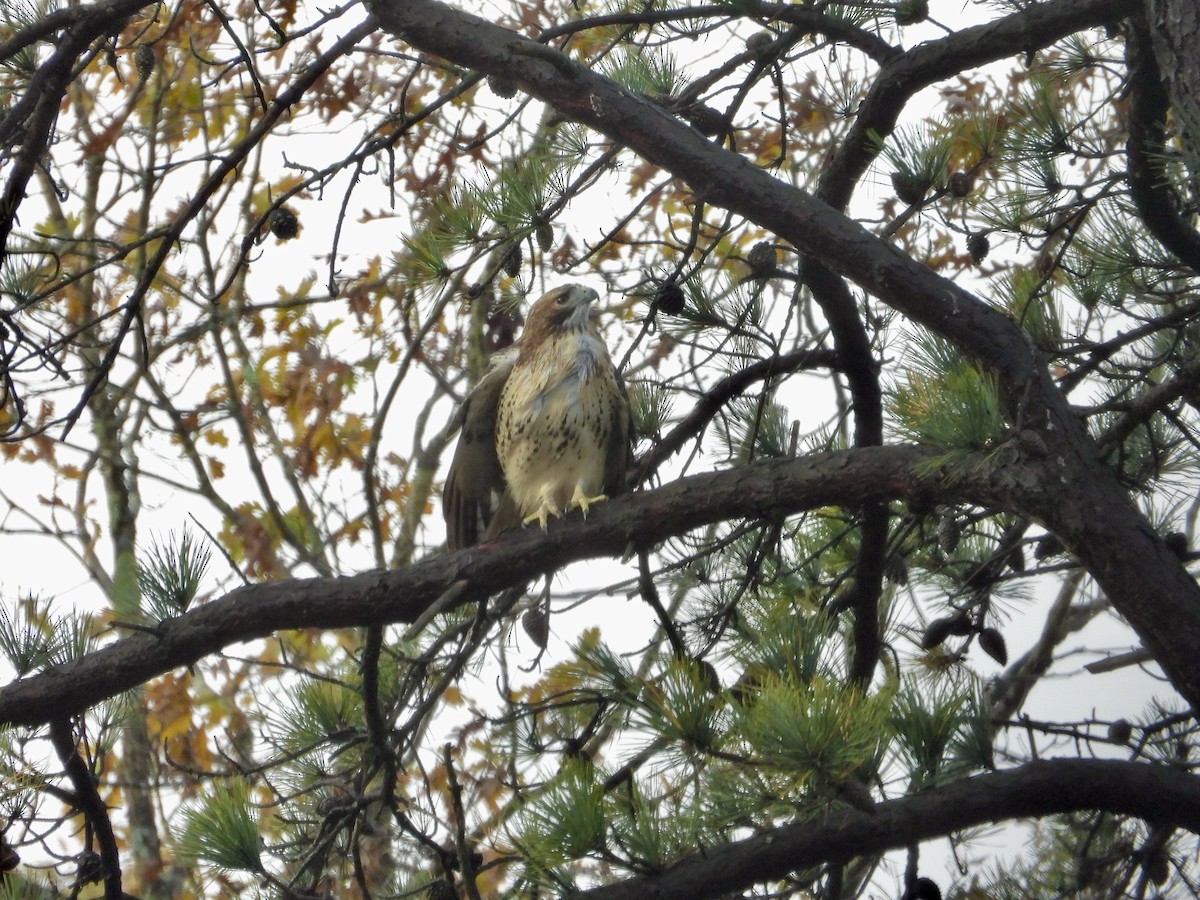 káně rudochvostá - ML644364181