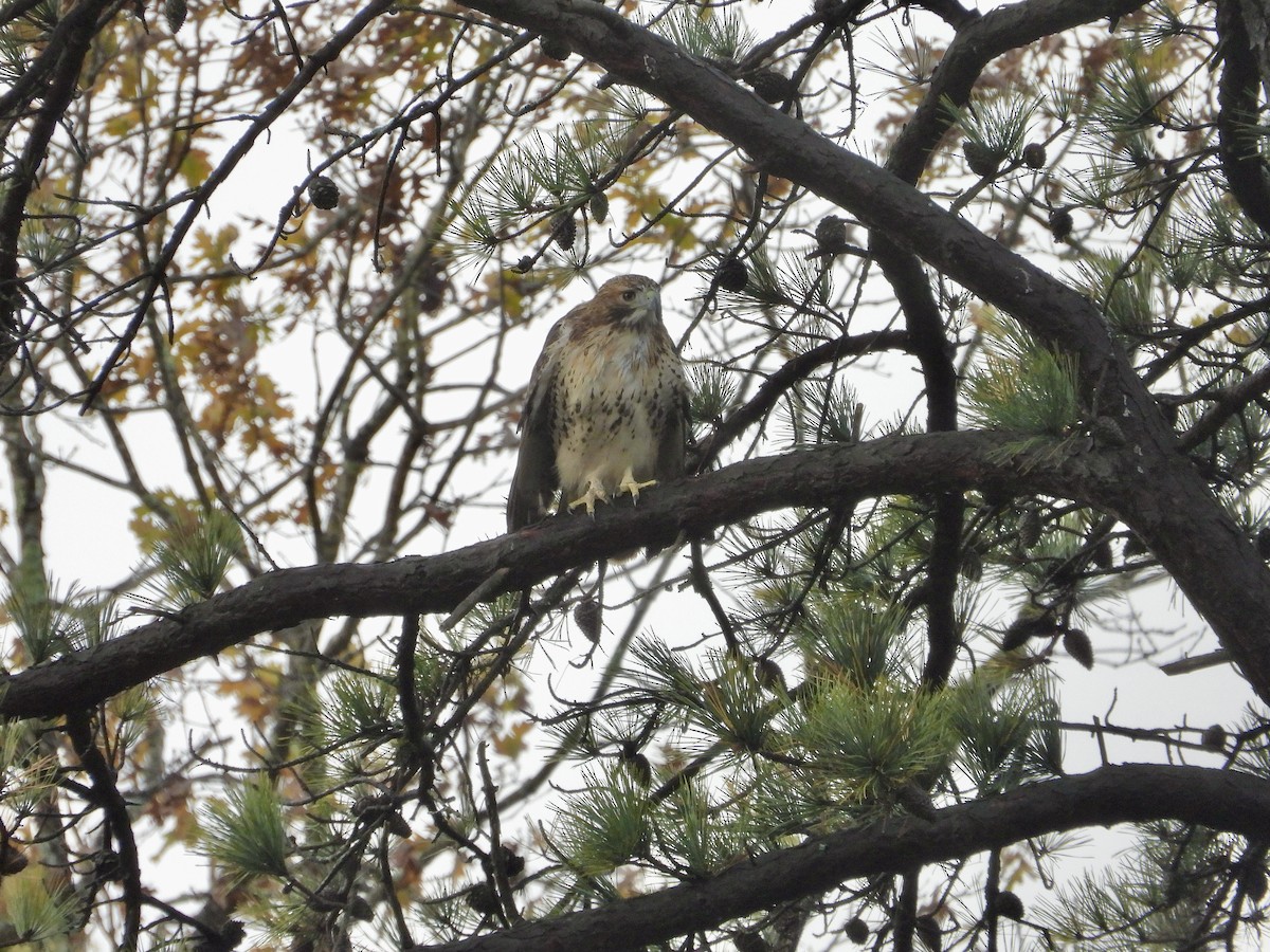 káně rudochvostá - ML644364182