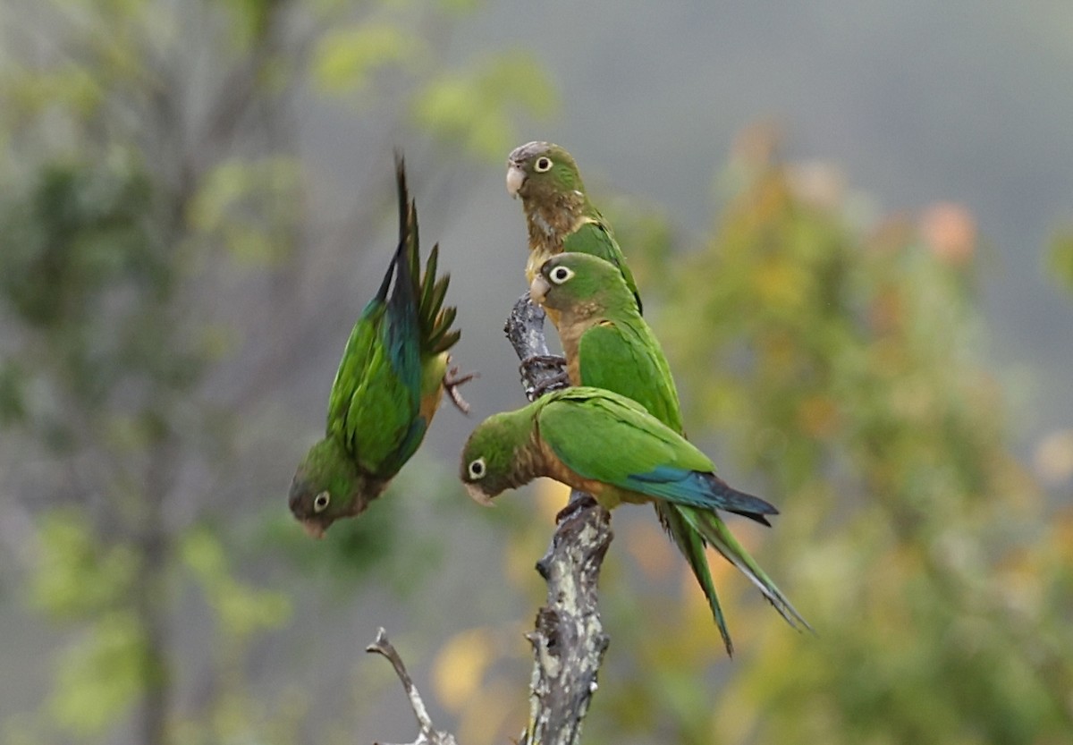 kaktusparakitt - ML644364188