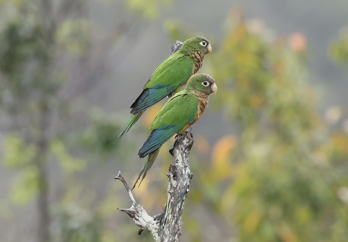 kaktusparakitt - ML644364189