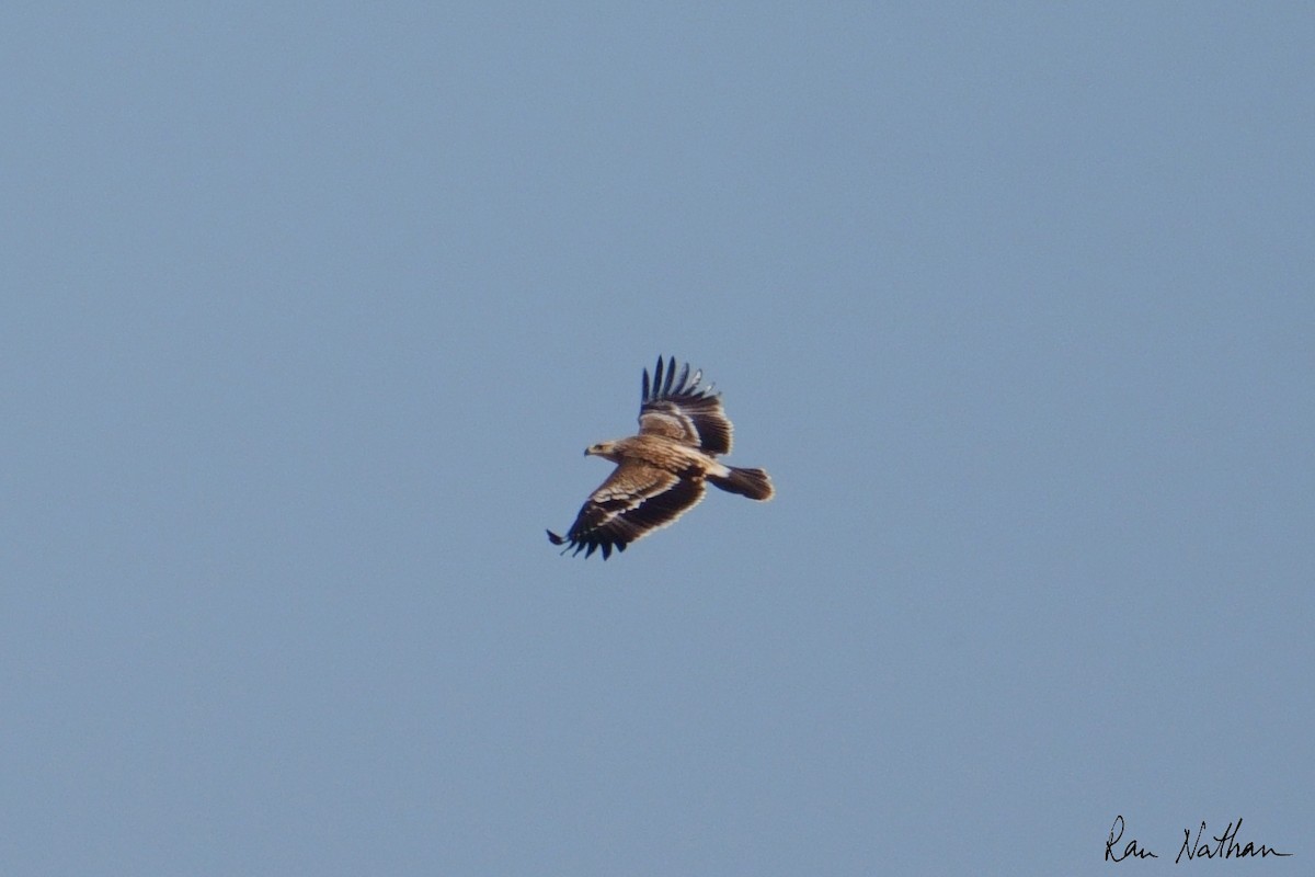 Aigle impérial - ML644364191