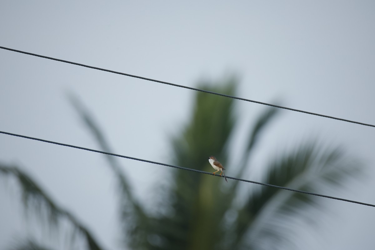 Timalí Ojigualdo - ML644364199