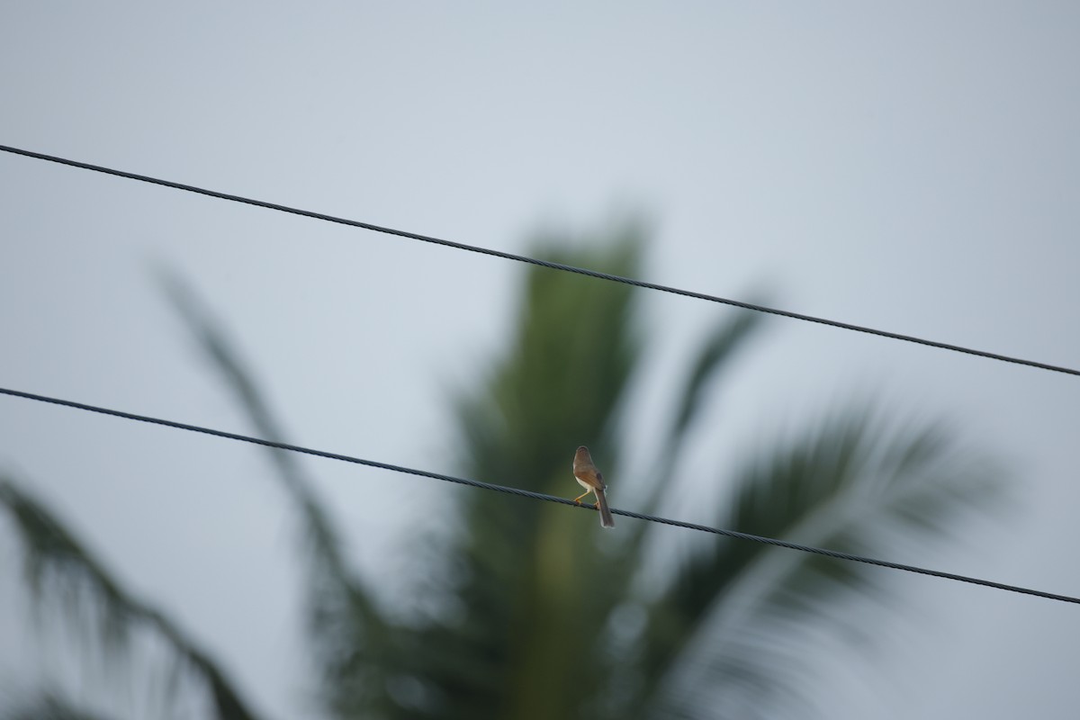 Timalí Ojigualdo - ML644364200